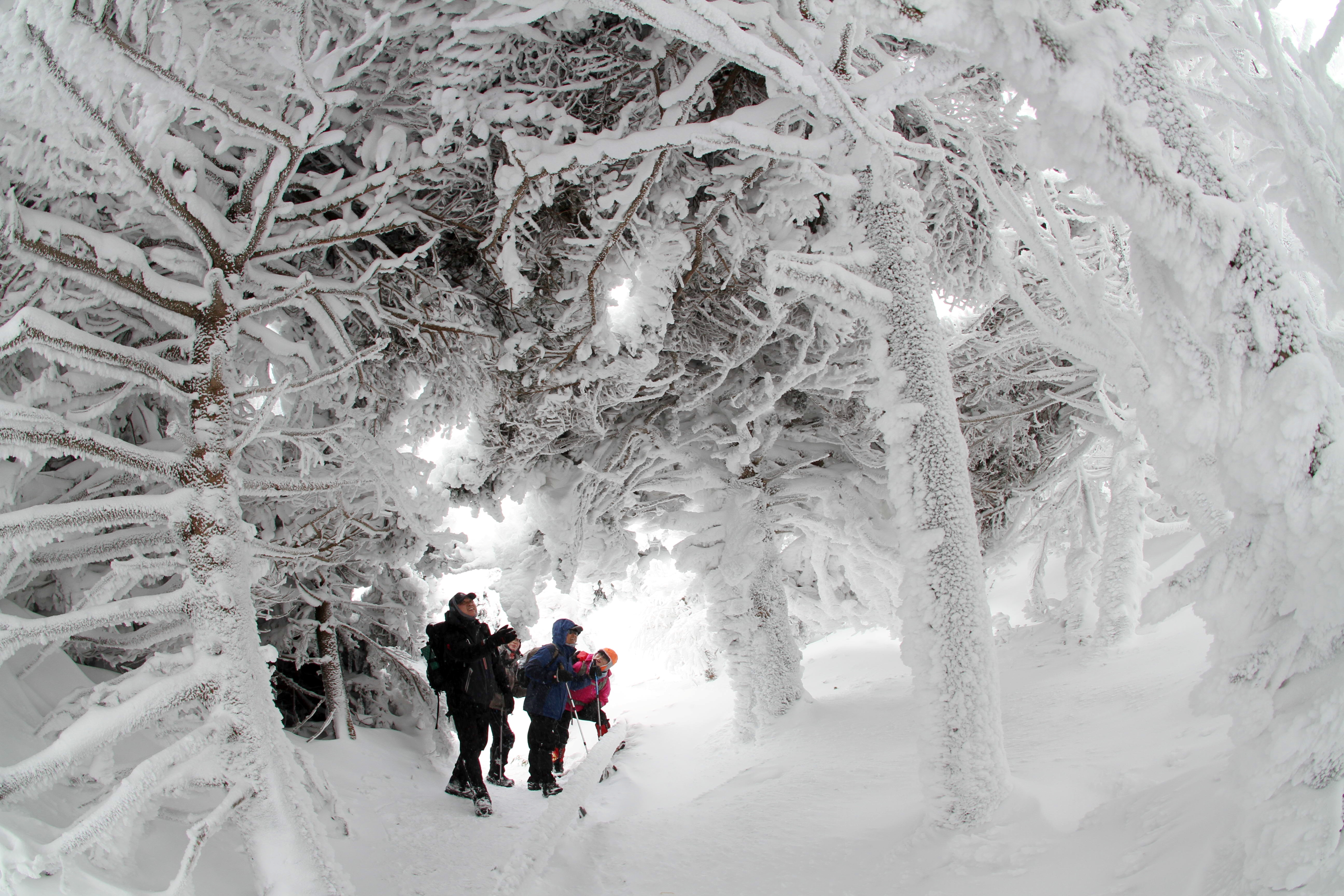 連載VOL.31】KOREA DO?済州編【真っ白な雪の世界、冬の漢拏山