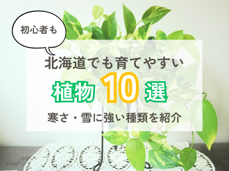 シェフエラ