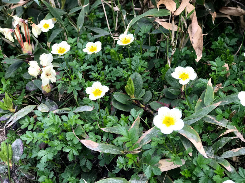 初心者でも楽しめる 360度絶景が見渡せる旭岳トレッキング Sports Outdoor モウラー記事 Moula Hokkaido モウラ北海道 北海道情報満載