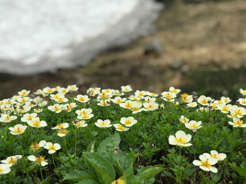 初心者でも楽しめる 360度絶景が見渡せる旭岳トレッキング Sports Outdoor モウラー記事 Moula Hokkaido モウラ北海道 北海道情報満載