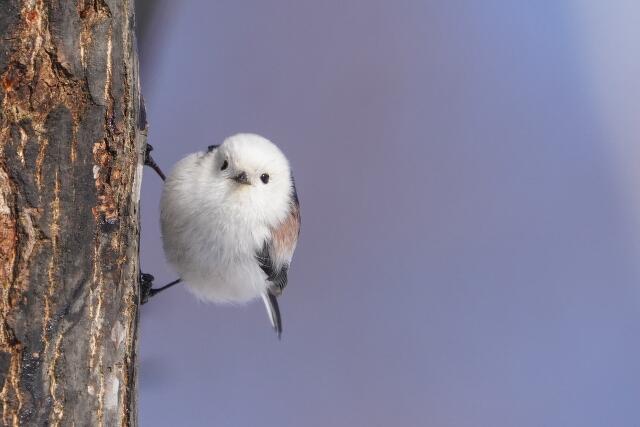 シマエナガを探せ かわいい おいしいシマエナガ見つけました Moula Hokkaido