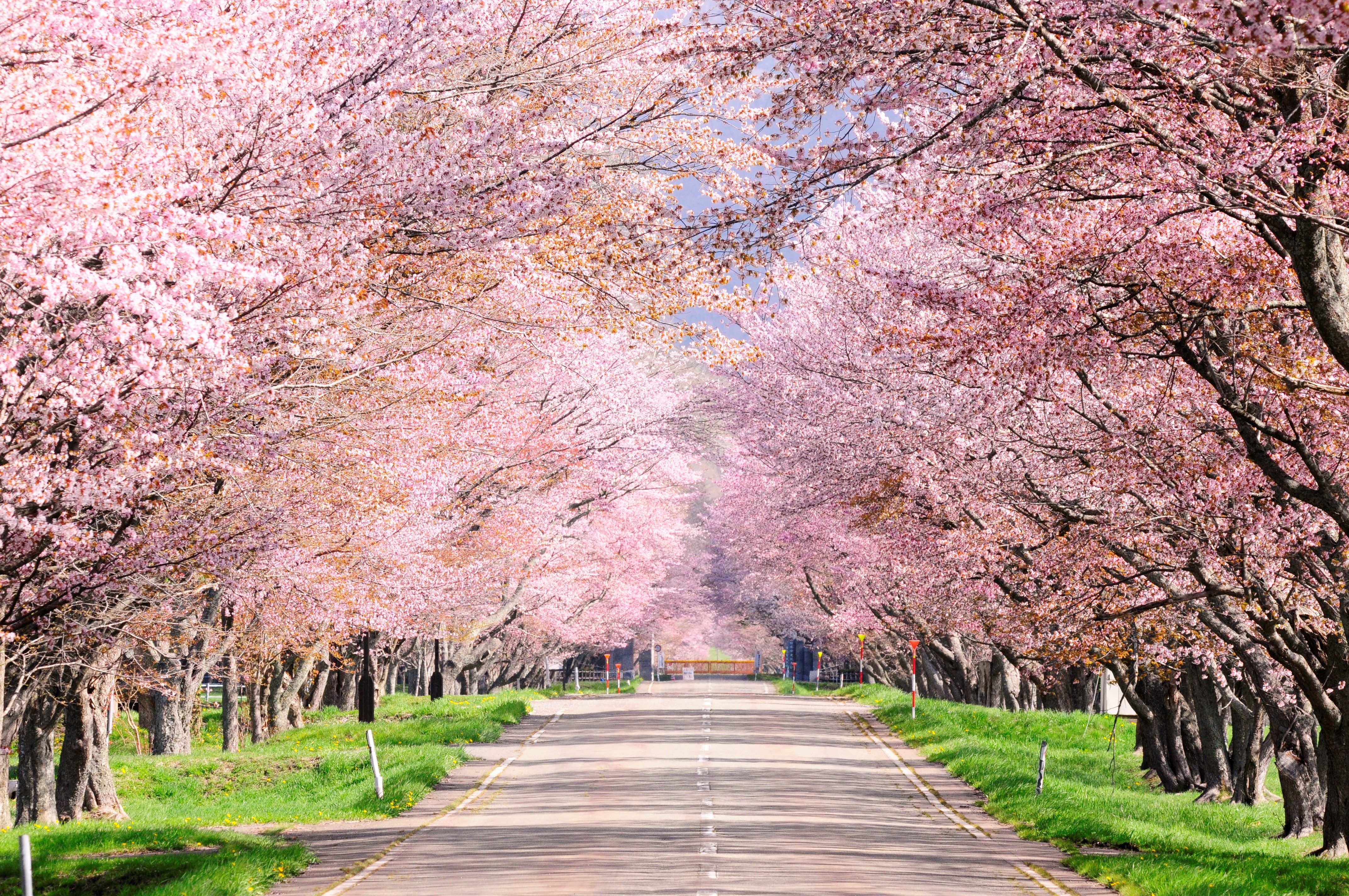 新冠町】札幌から日帰りできるGWおすすめコース！桜の名所と巨大アート