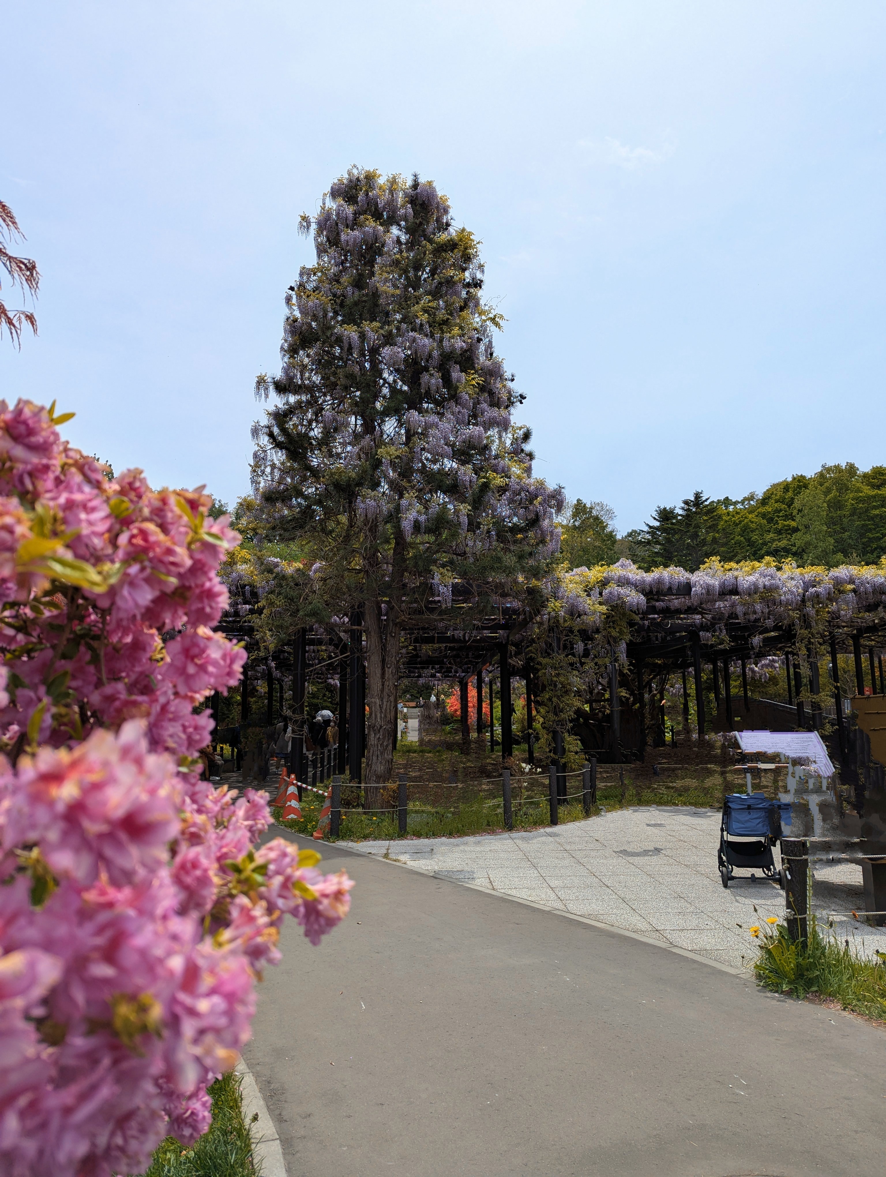 北海道最古。樹齢200年以上の「天神藤」が美しすぎる | MouLa HOKKAIDO