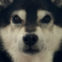 ぴか