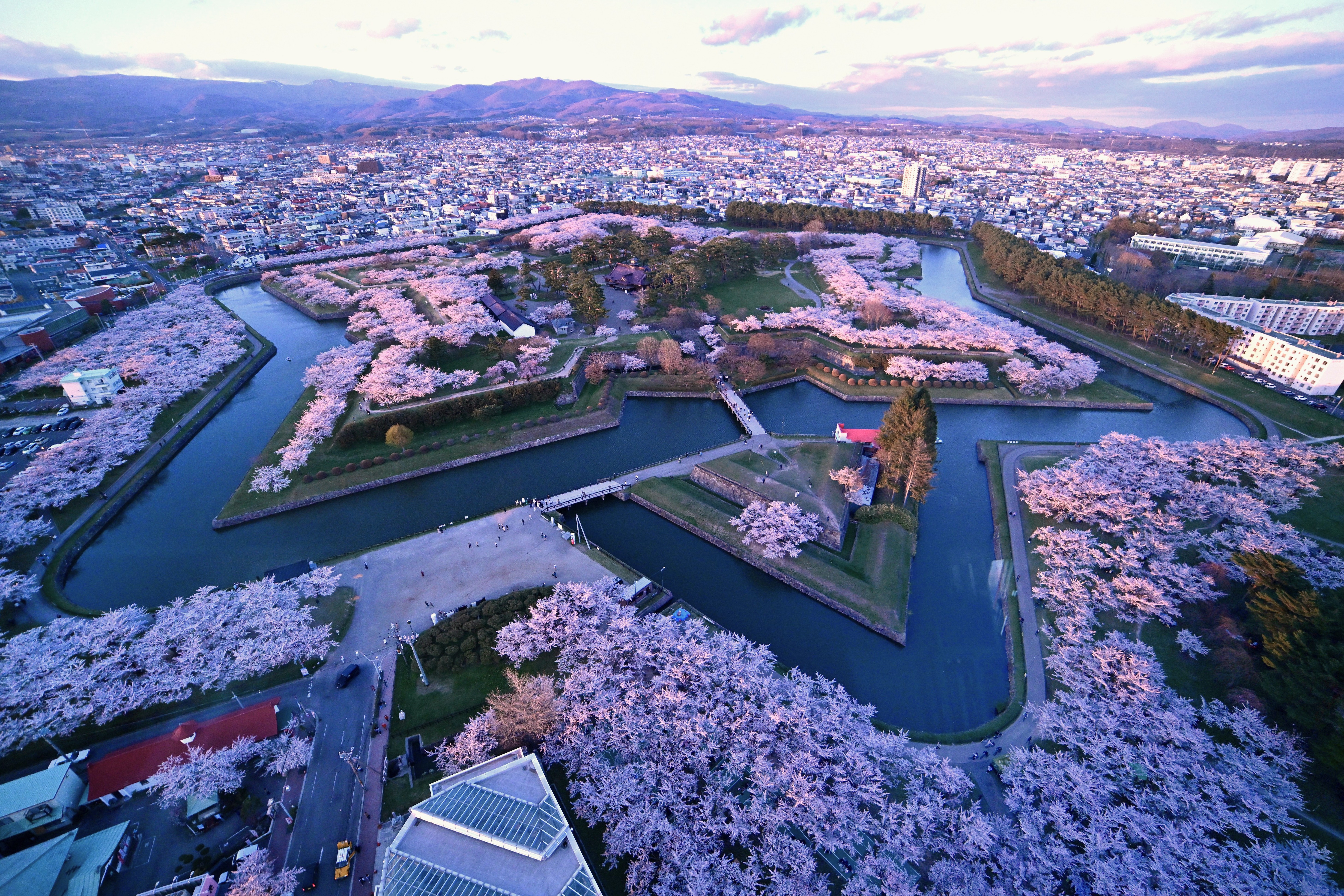 函館】五稜郭の桜を写真で紹介｜夜桜・ライトアップから雨上がりの風景